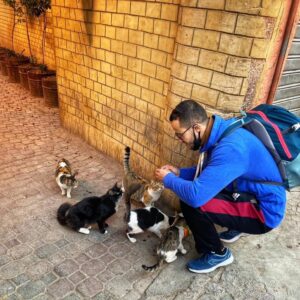 Morocco animal shelters